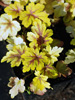 uraweczka Heucherella 'Golden Zebra'